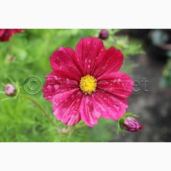 Blomsterfr Cosmos bipinnatus Rubenza- Stolt Kavaler (ca. 40 fr)