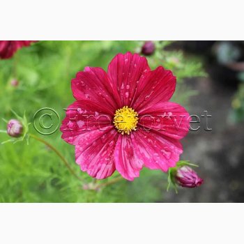 Blomsterfr Cosmos bipinnatus Rubenza- Stolt Kavaler (ca. 40 fr)