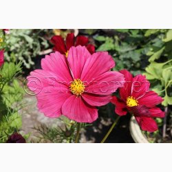 Blomsterfr Cosmos bipinnatus Rubenza- Stolt Kavaler (ca. 40 fr)