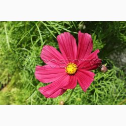 Blomsterfr Cosmos bipinnatus Rubenza- Stolt Kavaler (ca. 40 fr)