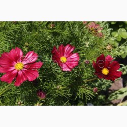 Blomsterfr. Cosmos bipinnatus Velouette - Stolt Kavaler (ca. 40 fr)