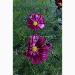 Blomsterfr. Cosmos bipinnatus Velouette - Stolt Kavaler (ca. 40 fr)