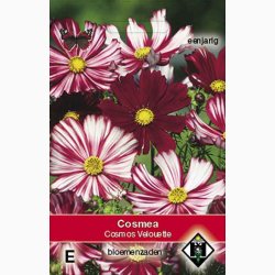 Blomsterfr. Cosmos bipinnatus Velouette - Stolt Kavaler (ca. 40 fr)