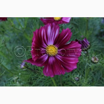 Blomsterfr. Cosmos bipinnatus Velouette - Stolt Kavaler (ca. 40 fr)