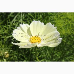 Cosmos bipinnatus Xanthos - Stolt Kavaler (ca. 40 fr)