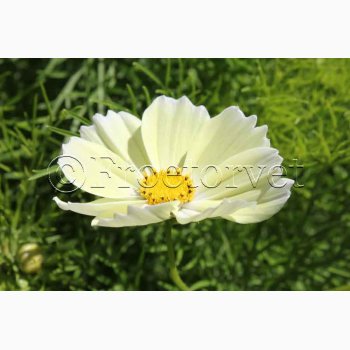 Cosmos bipinnatus Xanthos - Stolt Kavaler (ca. 40 fr)