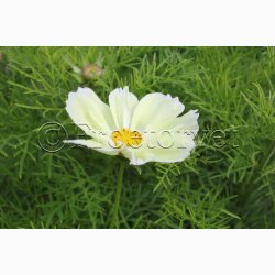 Cosmos bipinnatus Xanthos - Stolt Kavaler (ca. 40 fr)