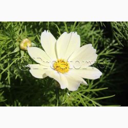 Cosmos bipinnatus Xanthos - Stolt Kavaler (ca. 40 fr)