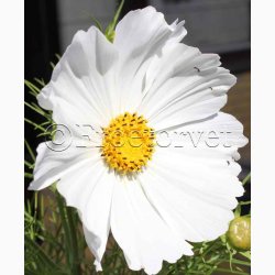 Cosmos - Stolt Kavaler, Sensation Mix (P) ( fr min 70 fr)