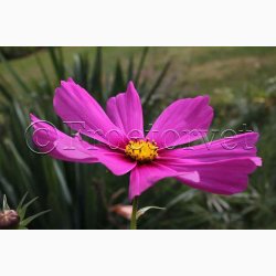 Cosmos - Stolt Kavaler, Sensation Mix (P) ( fr min 70 fr)