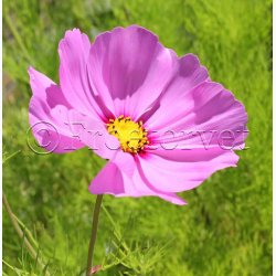 Cosmos - Stolt Kavaler, Sensation Mix (P) ( fr min 70 fr)