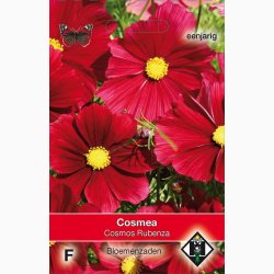 Blomsterfr Cosmos bipinnatus Rubenza- Stolt Kavaler (ca. 40 fr)