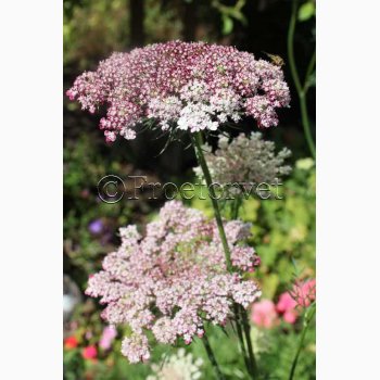 Blomsterfr Daucus carota Dara - Gulerodsblomst (ca. 200 fr)