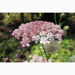 Blomsterfr Daucus carota Dara - Gulerodsblomst (ca. 200 fr)