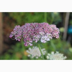 Blomsterfr Daucus carota Dara - Gulerodsblomst (ca. 200 fr)
