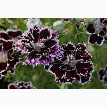 Fr, Dianthus chinensis Chianti - Kinesernellike (ca. 100 fr)