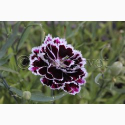 Fr, Dianthus chinensis Chianti - Kinesernellike (ca. 100 fr)
