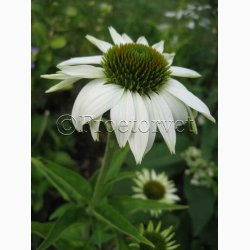 Echinacea purpurea alba-Purpursolhat. (ca.100 fr)