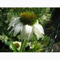 Echinacea purpurea alba-Purpursolhat. (ca.100 fr)