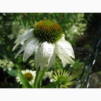 Echinacea purpurea alba-Purpursolhat. (ca.100 fr)