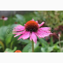 Solhat, purpursolhat (min. 40 fr)