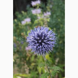 Echinops ritro - Tidselkugle (ca. 70 fr)