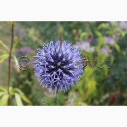 Echinops ritro - Tidselkugle (ca. 70 fr)