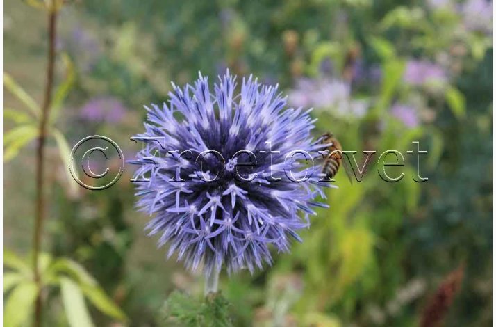Echinops ritro - Tidselkugle (ca. 70 fr)