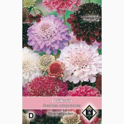 Scabiosa Atropurpurea - Enkeblomst (ca. 200 fr)