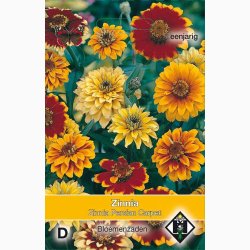 Zinnia angustifolia Persian Carpet - Frkenhat (ca. 100 fr)