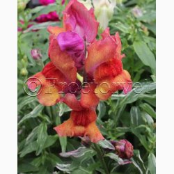 Blomsterfr Frosted Flames Miks - Lvemund