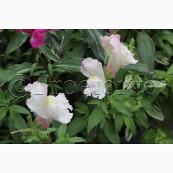 Blomsterfr Frosted Flames Miks - Lvemund