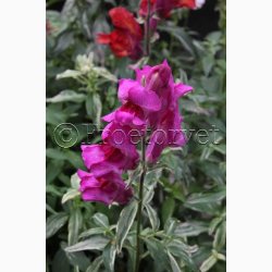 Blomsterfr Frosted Flames Miks - Lvemund