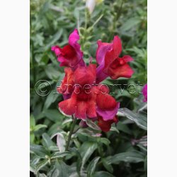 Blomsterfr Frosted Flames Miks - Lvemund