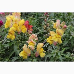 Blomsterfr Frosted Flames Miks - Lvemund