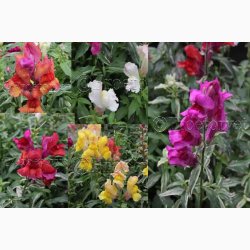 Blomsterfr Frosted Flames Miks - Lvemund