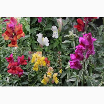 Blomsterfr Frosted Flames Miks - Lvemund