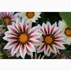Blomsterfr Gazania New Day Strawberry Shortcake Mixture  Pfugleblomst (min. 10 fr)