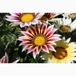 Blomsterfr Gazania New Day Strawberry Shortcake Mixture  Pfugleblomst (min. 10 fr)
