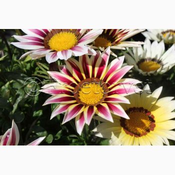 Blomsterfr Gazania New Day Strawberry Shortcake Mixture  Pfugleblomst (min. 10 fr)