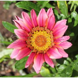 Blomsterfr Gazania New Day Strawberry Shortcake Mixture  Pfugleblomst (min. 10 fr)