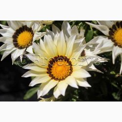 Blomsterfr Gazania New Day Strawberry Shortcake Mixture  Pfugleblomst (min. 10 fr)