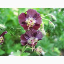 Fr, Geranium Phaeum - Storkenb (25 fr)