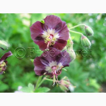 Fr, Geranium Phaeum - Storkenb (25 fr)