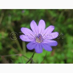 Geranium Pyrenaicum -Pyrenisk Storkenb (40 fr)