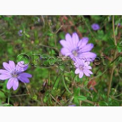 Geranium Pyrenaicum -Pyrenisk Storkenb (40 fr)