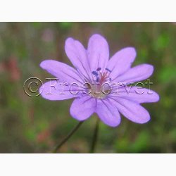Geranium Pyrenaicum -Pyrenisk Storkenb (40 fr)