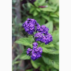 Fr, Heliotropium arborescens - Vanilieblomst (min. 60 fr)