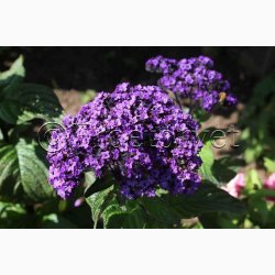 Fr, Heliotropium arborescens - Vanilieblomst (min. 60 fr)