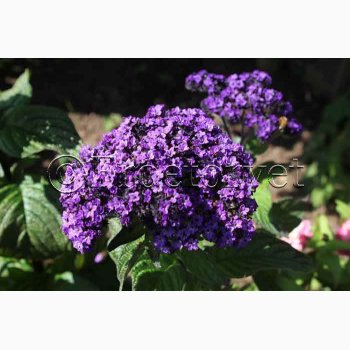 Fr, Heliotropium arborescens - Vanilieblomst (min. 60 fr)